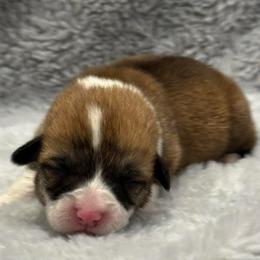 Female 2 - Red female Pembroke Welsh Corgi puppy in Stephenville, Texas from Rising JM Pembrokes