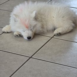 Samoyed Puppies from Limelight Samoyeds