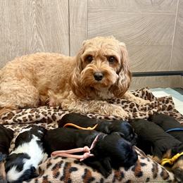 Cavapoo puppies from Lovies Poodles and Doodles