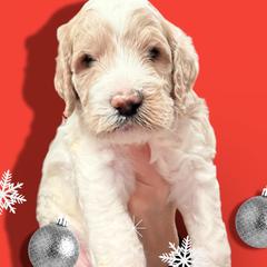 Boy 2 - Parti male Springerdoodle puppy in Murrells Inlet, South Carolina from SpringerDoodles at the Beach