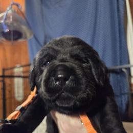 Orange Male - Black male Labrador Retriever puppy in Andrews, South Carolina from Leyland Cypress Retrievers