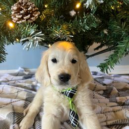 Pickles - Light golden male Golden Retriever puppy in Pace, Florida from Panhandle PawsNClaws
