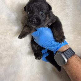 Girl 2 - Black and tan female German Shepherd puppy in Hollis Center, Maine from Noble German Shepherds of Maine