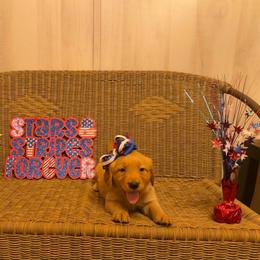 Aqua collar - Golden female Golden Retriever puppy in Monroe, Tennessee from Golden Girls Furever Friends