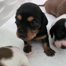 Dove - Black and tan female Dachshund puppy in Great Falls, Montana from Green Dragon Kennel