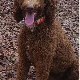 Goldendoodles from Chattahoochee Kennels