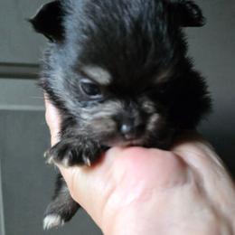 Black n tan pup 6 - Black and tan female Pomeranian puppy in Carrollton, Georgia from B AND R'S POMERANIAN'S