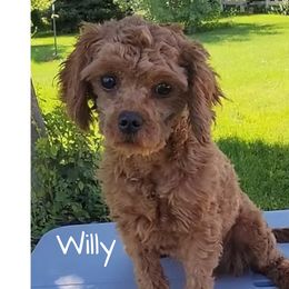 Willy - Cavapoo
