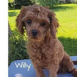 Willy - Cavapoo