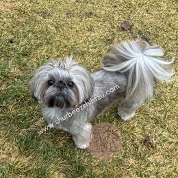 Matilda - Shih Tzu