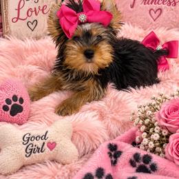 Karma - Black and tan female Yorkshire Terrier puppy in Belpre, Ohio from Blackwoods Yorkies