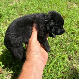 Black Collar, Black Male - Black male German Shepherd puppy in Milan, Illinois from Stonewick German Shepherds