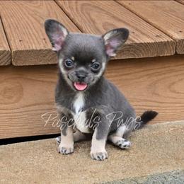 Blueberry (tiny) - Blue and tan female Chihuahua puppy in Bowdon, Georgia from Paschal's Pups