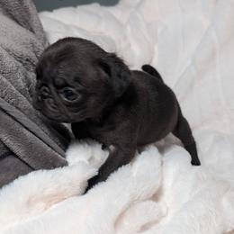 Girl 3 - Black female Pug puppy in Vancouver, Washington from Swift Pugs