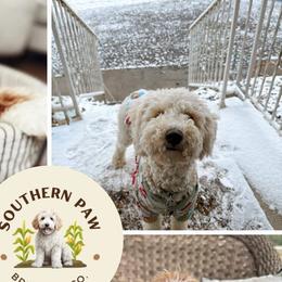 Goldendoodles from Southern Paw Breeding Co