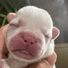French Bulldogs from 330 Ohio Kennel