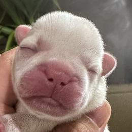 French Bulldogs from 330 Ohio Kennel