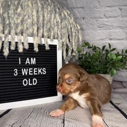 Princess Ariel - Red tri female Miniature Australian Shepherd puppy in Peoria, Arizona from B My Sunshines Mini Aussies