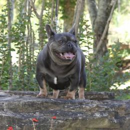Izzy - French Bulldog