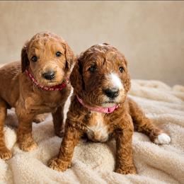 Goldendoodle Puppies from Hawkins Heritage Goldendoodles