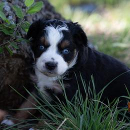 Storm - Black tri male Miniature American Shepherd puppy in Granbury, Texas from Best Little Aussies