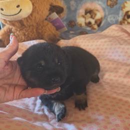 Anne okley - Black and tan female Shiba Inu puppy in Maxwell, New Mexico from khshibas-khpugs