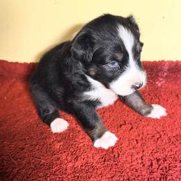 Opal - Black tri-color female Australian Shepherd puppy in Yelm, Washington from Country Rose Australian Shepherds
