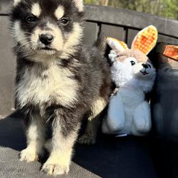 Male 1 - Black and white male Siberian Husky puppy in Doswell, Virginia from Shinko Siberians