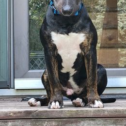 Bull Terrier All Grown Up from Elite Bull terriers