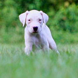 Black - White male Dogo Argentino puppy in Powder Springs, Georgia from Primo Kennels