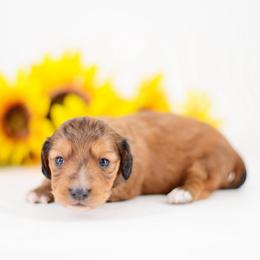 MJ - Red female Dachshund puppy in Neosho, Missouri from Tinker Toy Doxies