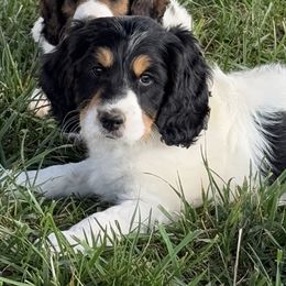 Checkers - Black white and tan male Springerdoodle puppy in Washington, Indiana from Sugarland Puppies