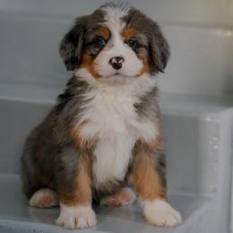 Capri - Merle male Bernedoodle puppy in Dundee, Ohio from Down Home Doodle