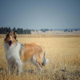 Collie puppies from Glenelg Collies