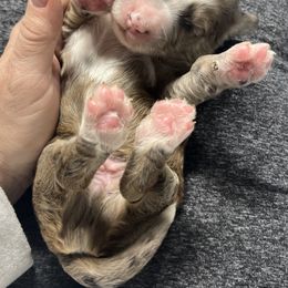 Bernedoodle Puppies from Jeanie’s Doodles