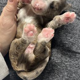 Bernedoodle Puppies from Jeanie’s Doodles