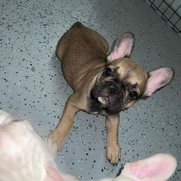 French Bulldogs from Chloe the frenchie