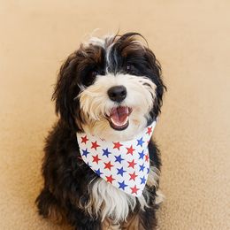Evie - Aussiedoodle