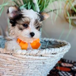 SteTson - Parti male Yorkshire Terrier puppy in Prosper, Texas from DaintyDawlz