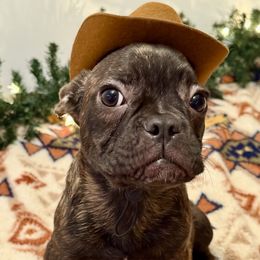 French Bulldog Puppies from Southern Class Frenchies