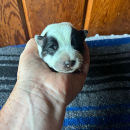 Cinch - Blue male Australian Cattle Dog puppy in Cottage Grove, Oregon from Heirloom Ranch