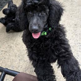 Amadeus - Black male Poodle puppy in Hartselle, Alabama from Phare Poodles