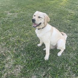Labrador Retriever All Grown Up from Pride Rock Labradors