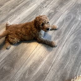 Goldendoodle Puppies from Diverse Nurturing Affectionate Doodle Kennel