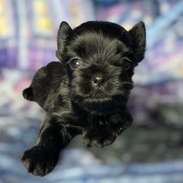 Orin - male Russian Salon Dog puppy in Kendallville, Indiana from Yorkies Kisses/Rusalka Siren Song