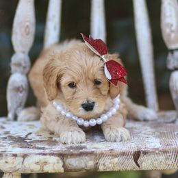Goldendoodle Puppies from Sac River GoldenDoodles LLC