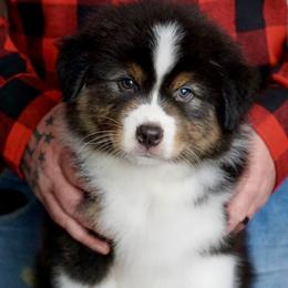 Australian Shepherd puppies from Riverstone