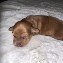 Uno - Chocolate and tan male Dachshund puppy in Saginaw, Texas from Saginaw Dachshunds