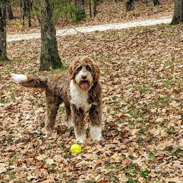 Aussiedoodle All Grown Up from Sand Hill Aussies and Doodles