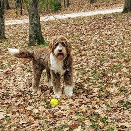 Aussiedoodle All Grown Up from Sand Hill Aussies and Doodles